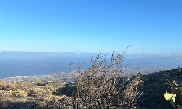 La Cisnera, Arico (0)