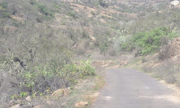 La Cisnera, Arico (10)