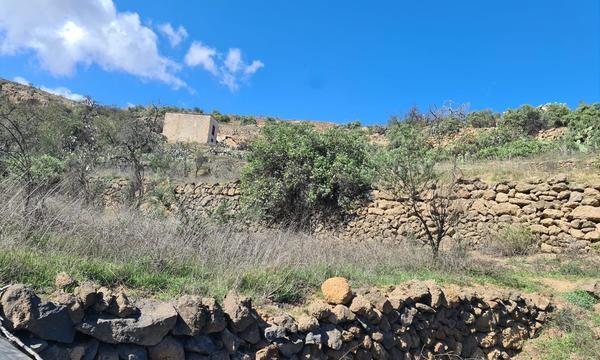 La Cisnera, Arico (8)