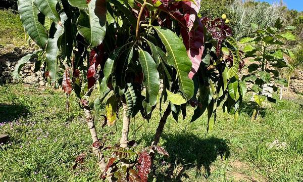 En venta finca rústica,  en La Guancha (2)