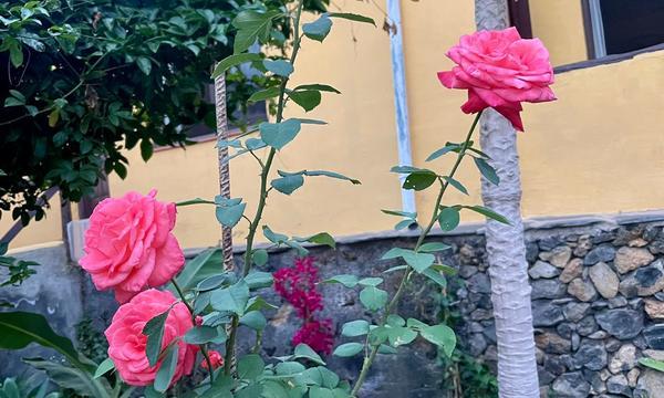 En venta finca rústica,  en La Guancha (40)
