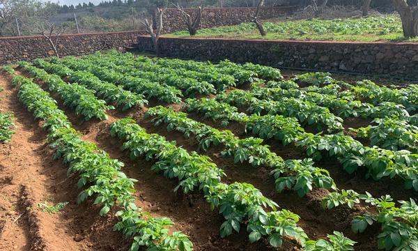 San José de los LLanos, El Tanque. Tenerife Norte (19)