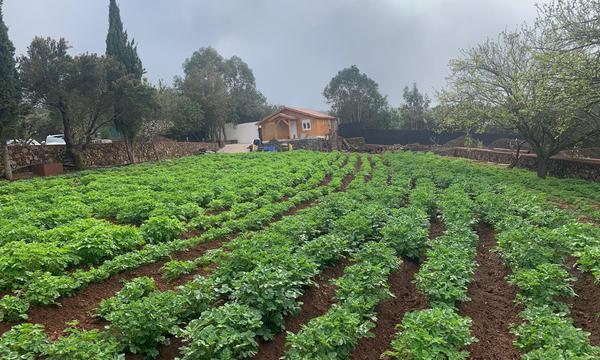 San José de los LLanos, El Tanque. Tenerife Norte (20)