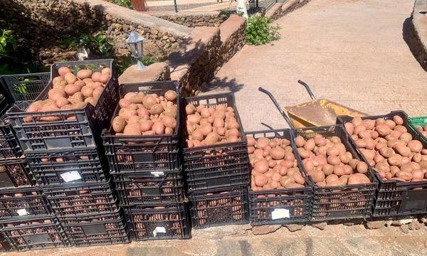 San José de los LLanos, El Tanque. Tenerife Norte (22)
